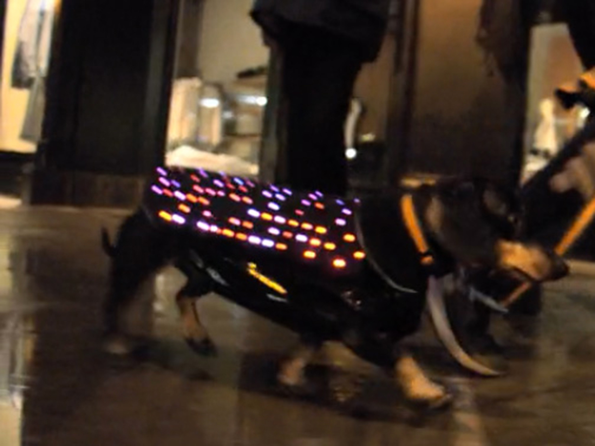 BONUS: Disco Dog (from US$300)