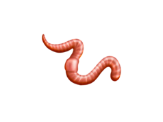 What about worms?
