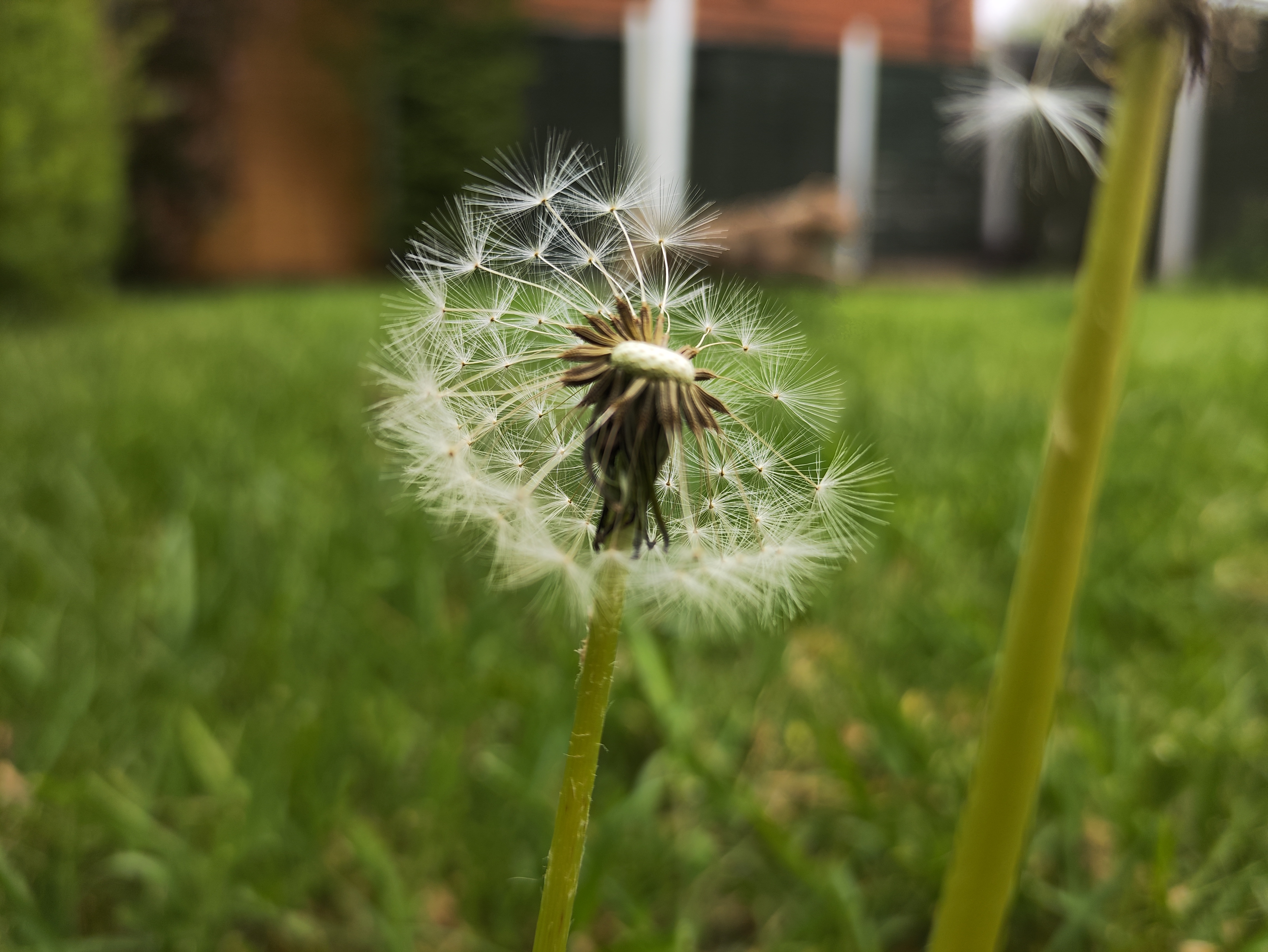 Poco F4 GT camera samples - bokeh dandilion