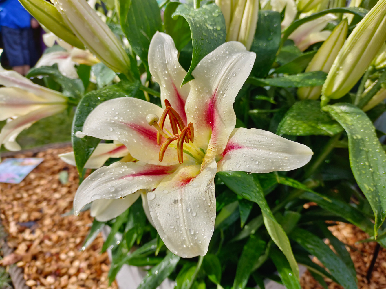 Vivo V25 Pro camera samples flower close up