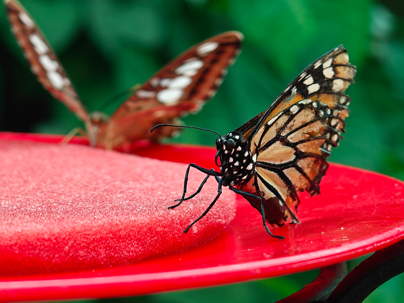 Oppo Find X6 Pro camera samples butterfly macro