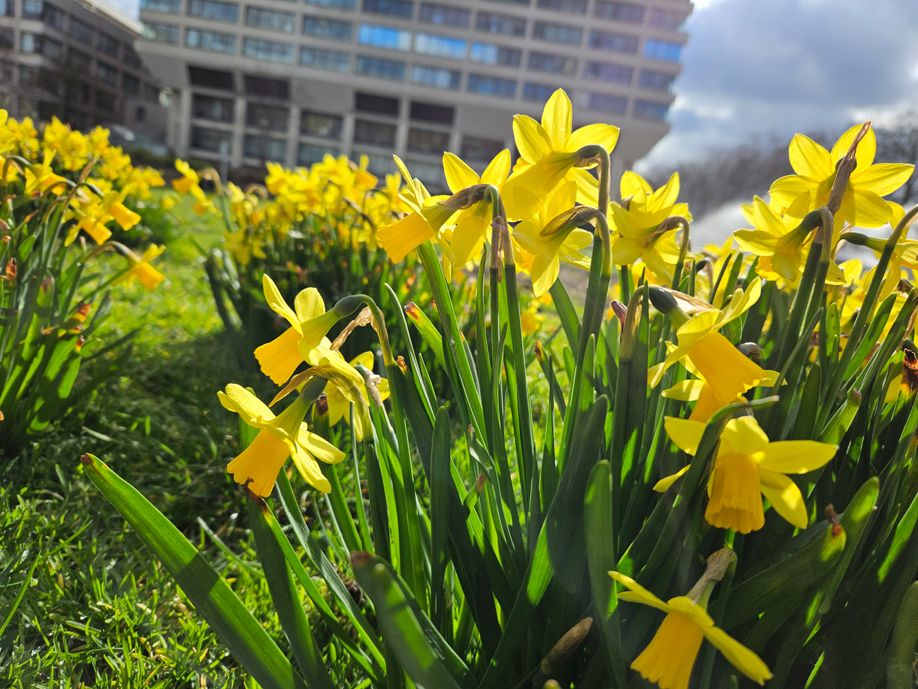 Samsung Galaxy S23 Plus camera sample daffodils